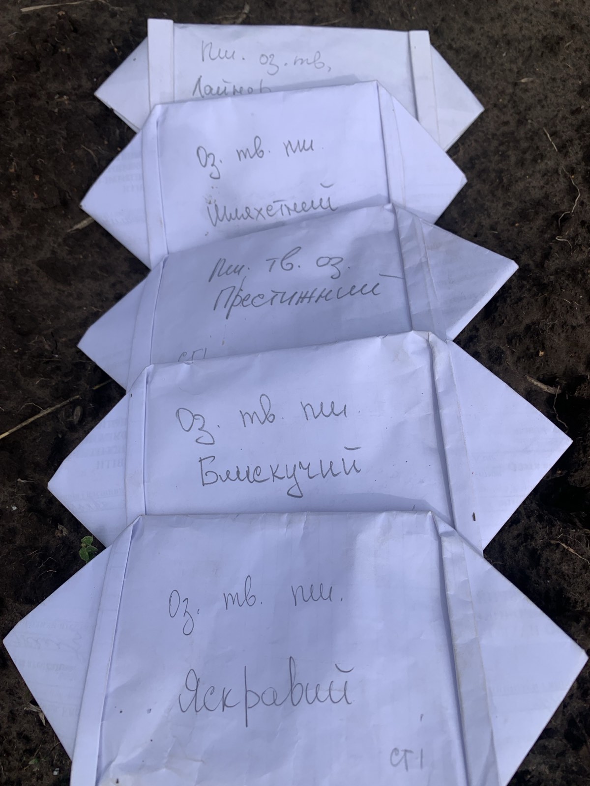 Майбутні агрономи закладають науковий фундамент: на колекційно-дослідному полі коледжу висіяно колекцію озимих культур